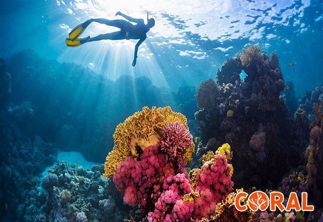 diving-in-hurghada-5.jpg