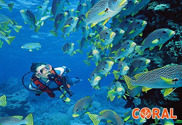 diving-in-hurghada-6.jpg