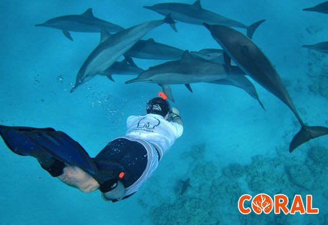 dolphin-house-hurghada-1.jpg