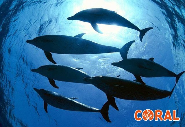 dolphin-house-hurghada-5.jpg
