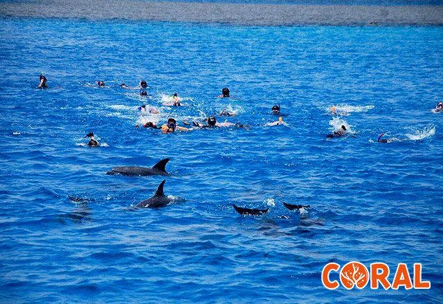 dolphin-house-hurghada-6.jpg