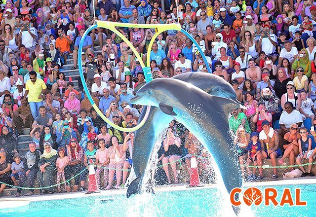dophin-show-in-hurghada-1.jpg