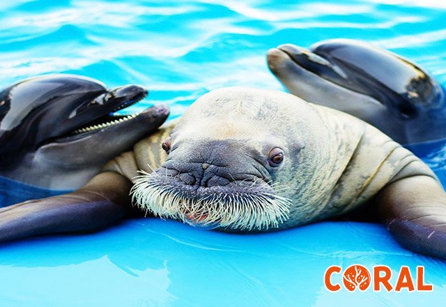 dophin-show-in-hurghada-2.jpg