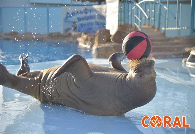 dophin-show-in-hurghada-3.jpg