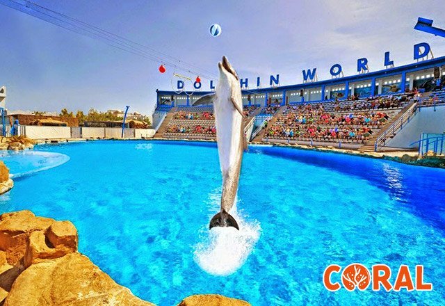 dophin-show-in-hurghada-5.jpg
