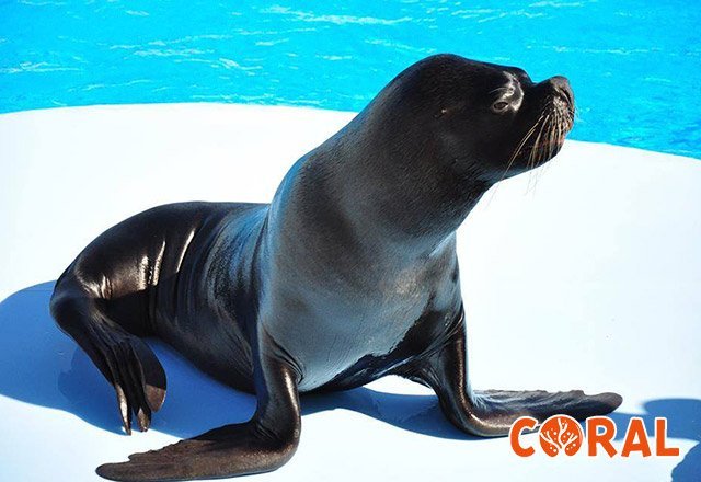 dophin-show-in-hurghada-6.jpg