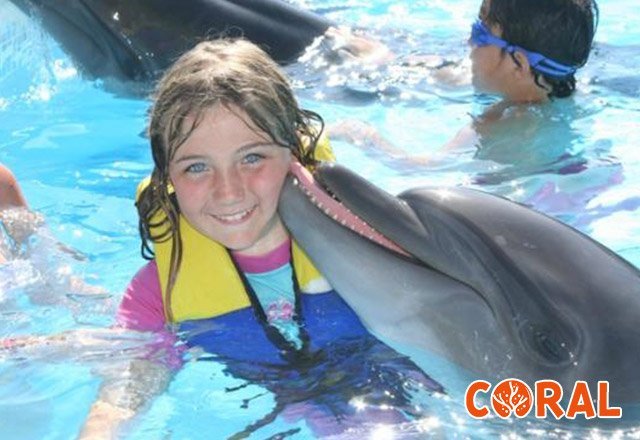 dophin-show-in-hurghada-7.jpg